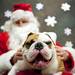Old english bulldog Stout is photographed with santa on Saturday. Daniel Brenner I AnnArbor.com